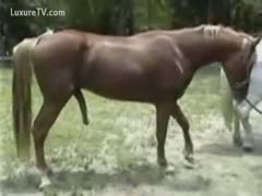 Large dangling horse ramrods on full display